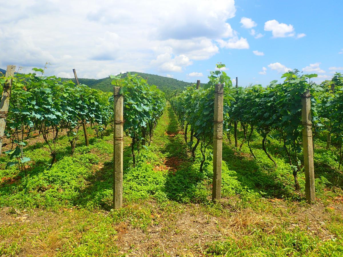Chateau Dzveli Gavazi 호텔 Akhalsopeli  외부 사진
